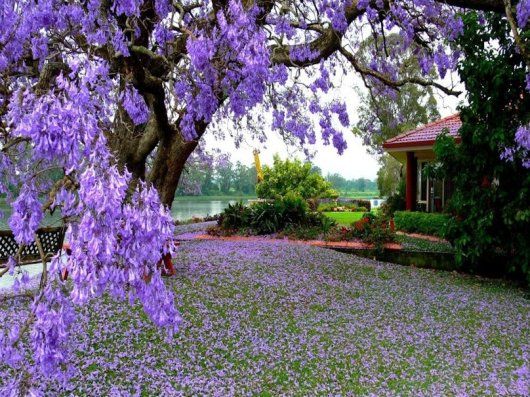 El jacarandá, ese árbol violeta que simboliza el amor y la nostalgia por Irán