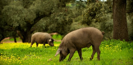 Un fraude sobre los jamones y las denominaciones de origen es uno de los temas de